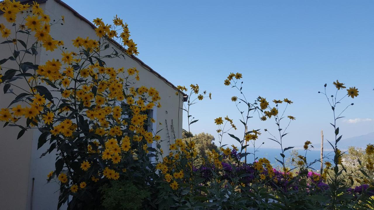 Gli Ulivi Agriturismo Sant'Agnello Exteriér fotografie